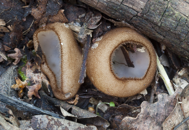 humaria hemisphaerica